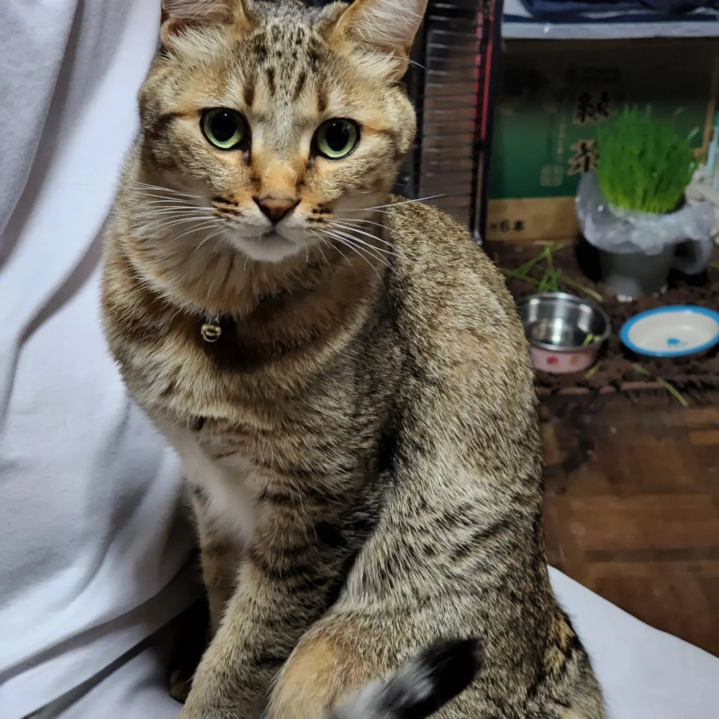 福山市エステサロンのlndia Esthe...