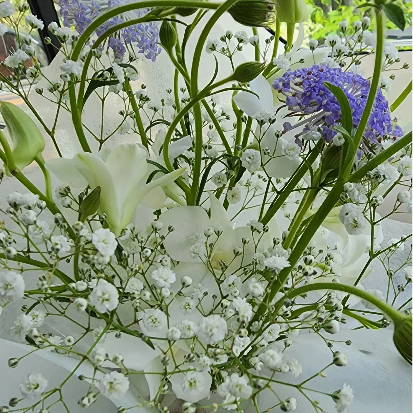 昨夜　飼い猫の椿姫ちゃん🐱💓の命の灯火がとうとう尽きてしまい...