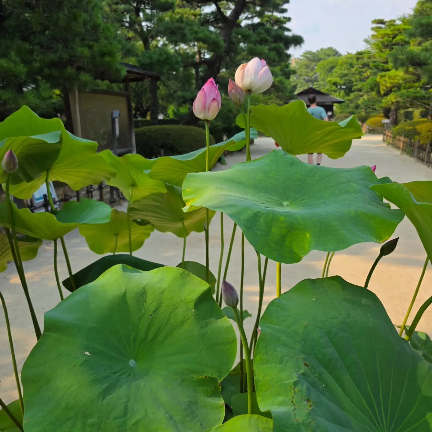 暑中お見舞い申し上げます☀️