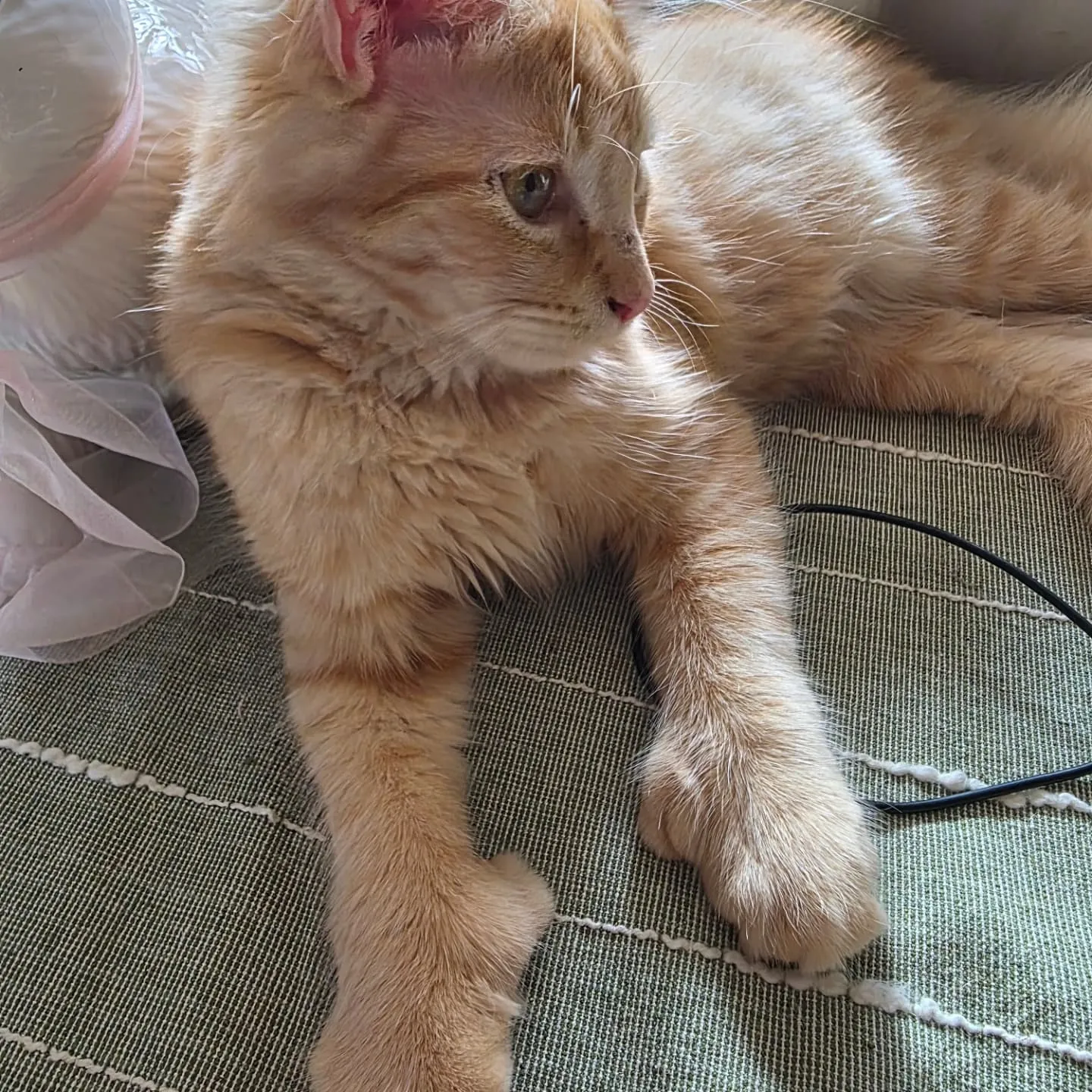 ニューヨーク滞在中かわいい猫の兄妹ニャン😻🐱と柴犬🐶と黒猫🐈...