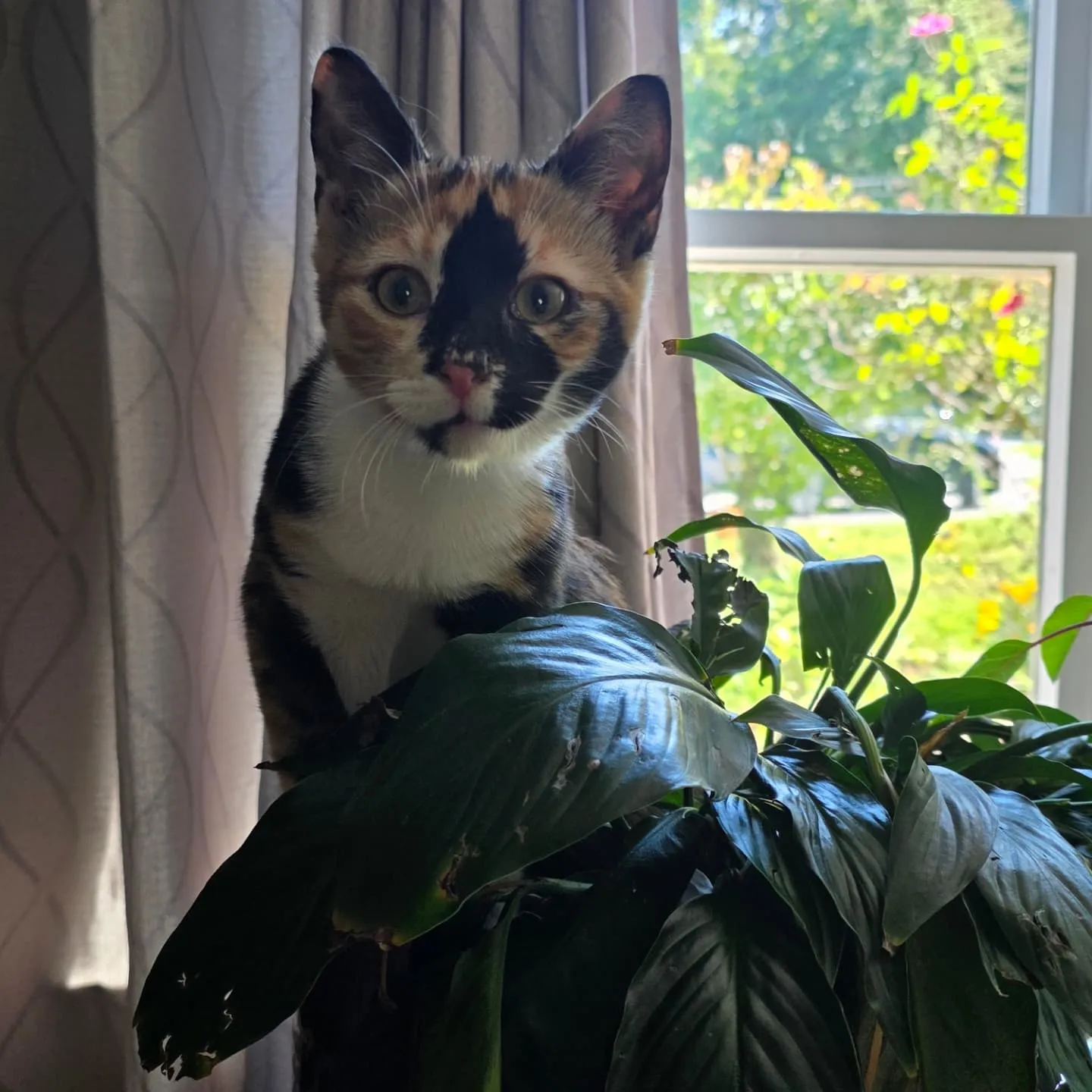 ニューヨーク滞在中かわいい猫の兄妹ニャン😻🐱と柴犬🐶と黒猫🐈...