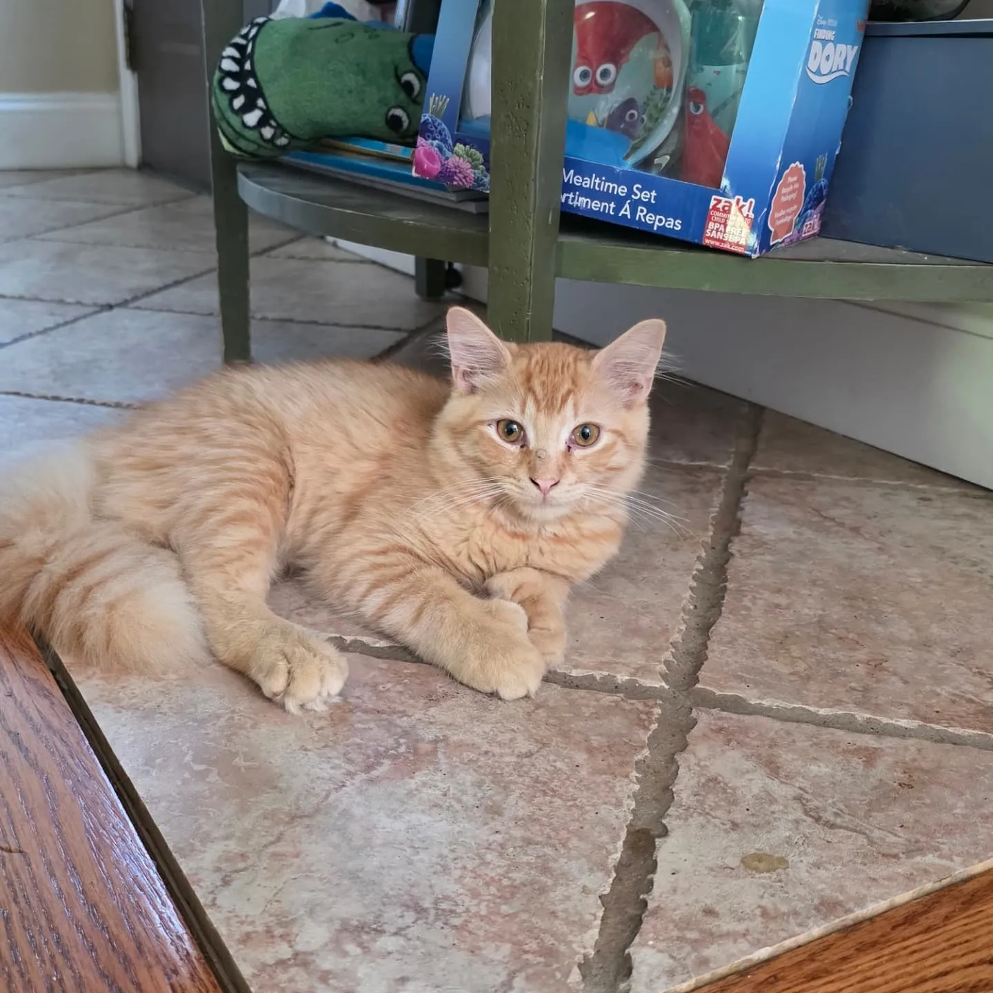 ニューヨーク滞在中かわいい猫の兄妹ニャン😻🐱と柴犬🐶と黒猫🐈...