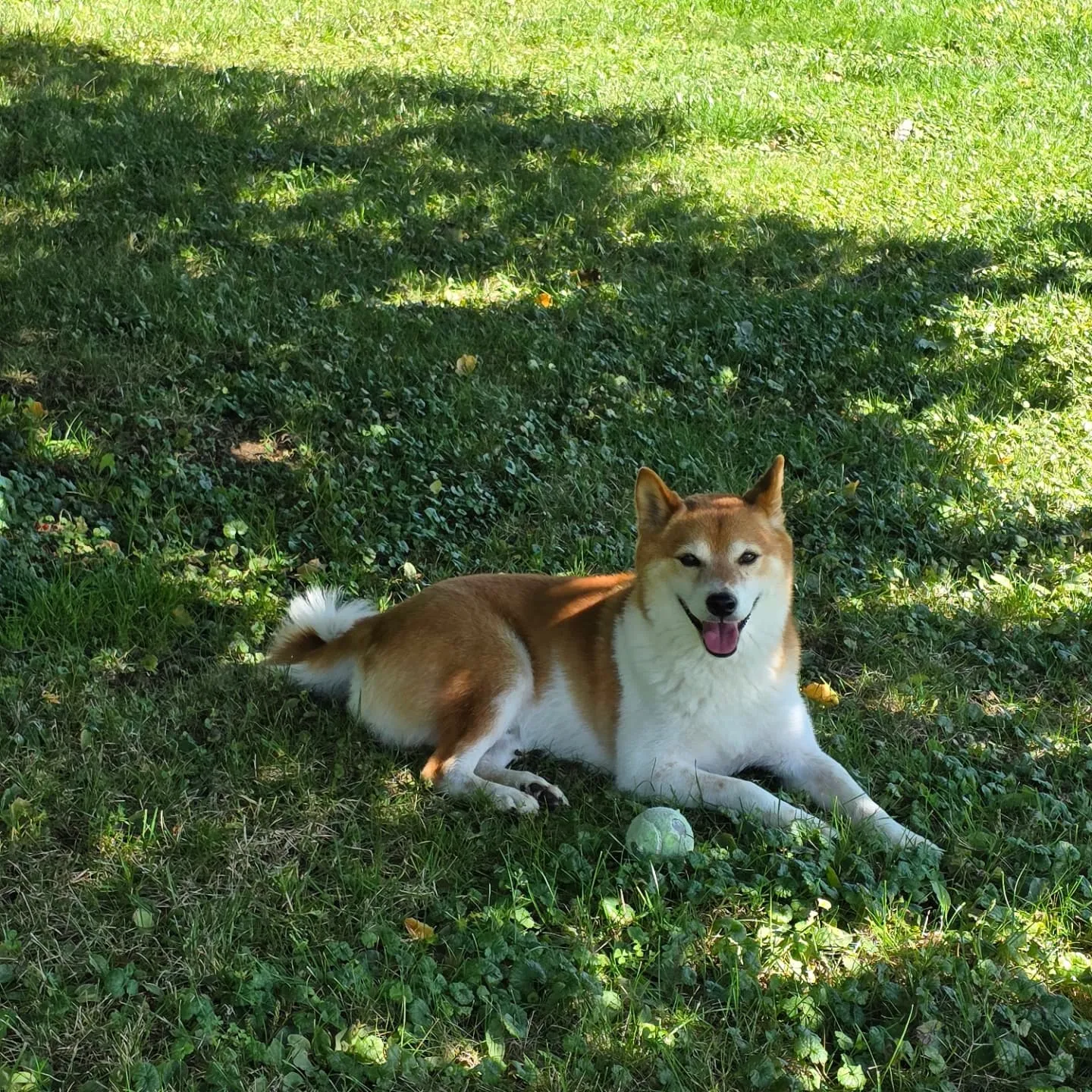 ニューヨーク滞在中かわいい猫の兄妹ニャン😻🐱と柴犬🐶と黒猫🐈...
