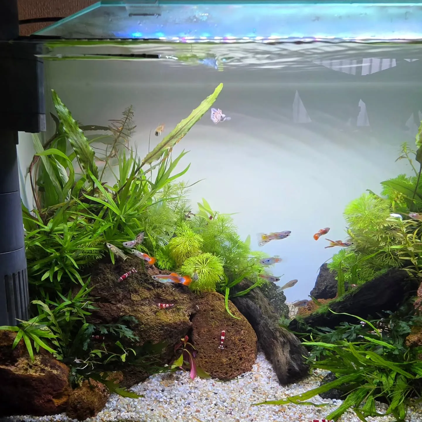 🌿 サロンの水槽がリニューアルしました 🌿